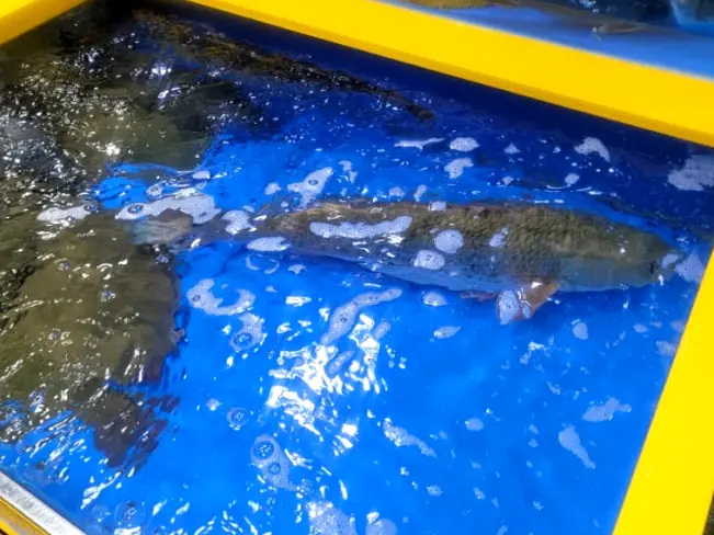 新鮮な活魚が泳ぐ水槽