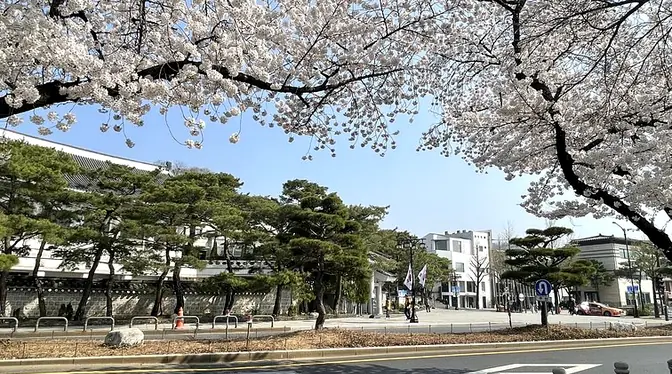 Cherry blossoms near Samcheong-dong gallery