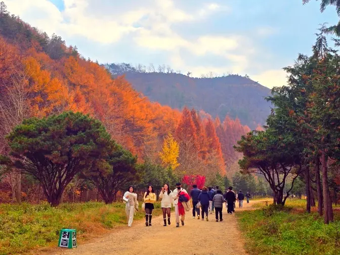 Nonsan Onbit Forest path autumn crowd