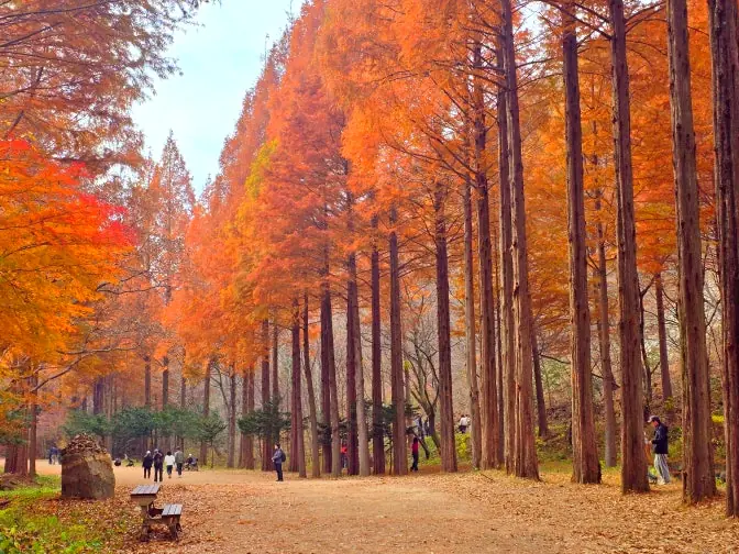 Autumn metasequoia forest path visitors