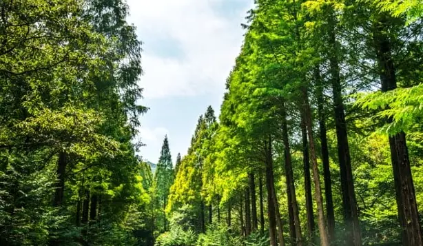 Lush green forest path sunlight