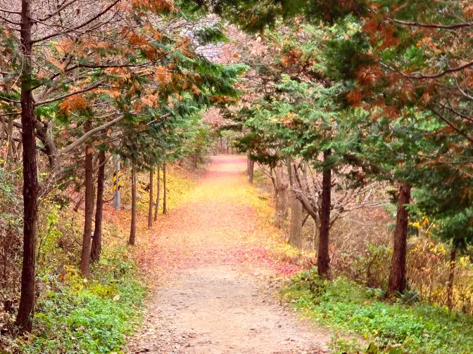 Golden leaf forest path autumn