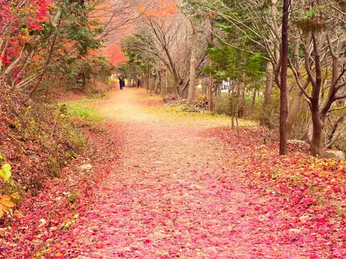 Vibrant red leaf forest path