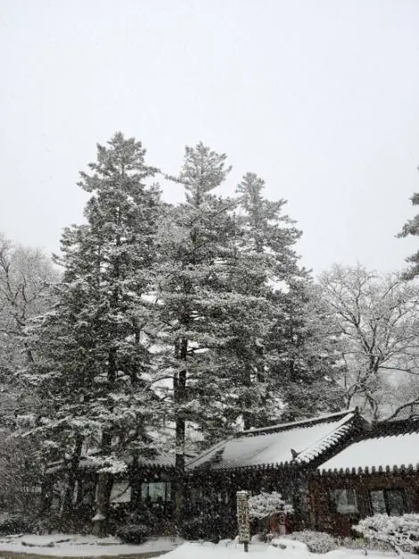 Snowy fir trees at temple