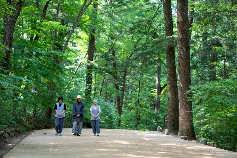 Visitors walking through fir forest