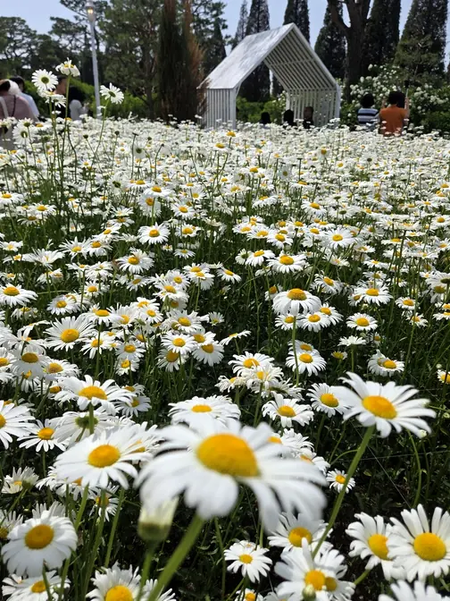 Sprawling white daisy garden field