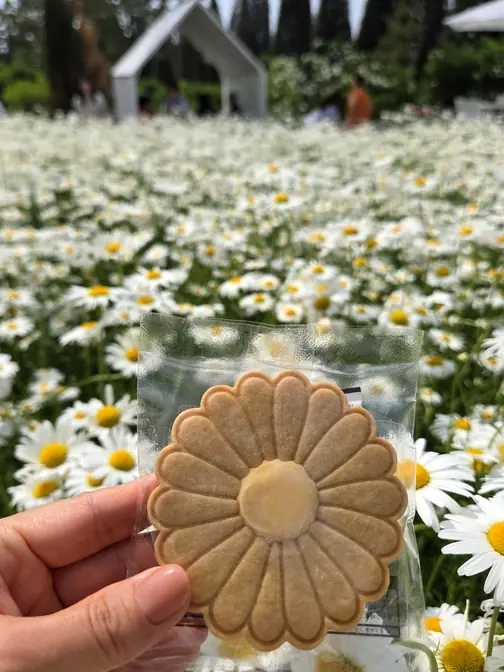 Hand holding daisy shaped cookie
