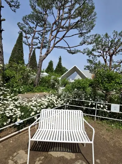 White garden bench in daisies
