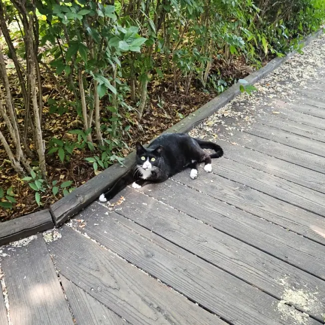 Tuxedo cat on park boardwalk