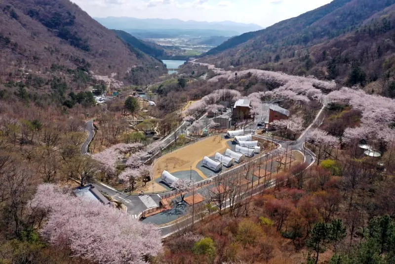 Aerial view of spring cherry blossoms