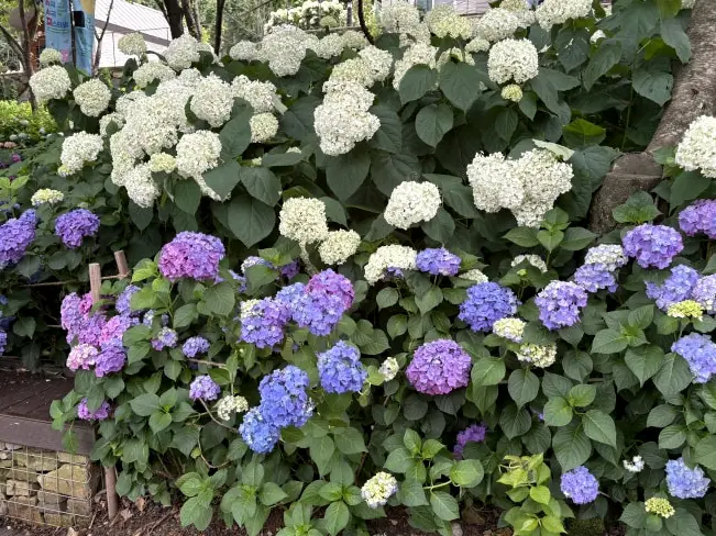 Blooming hydrangea garden walking path