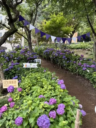 Decorated path with purple festival flags