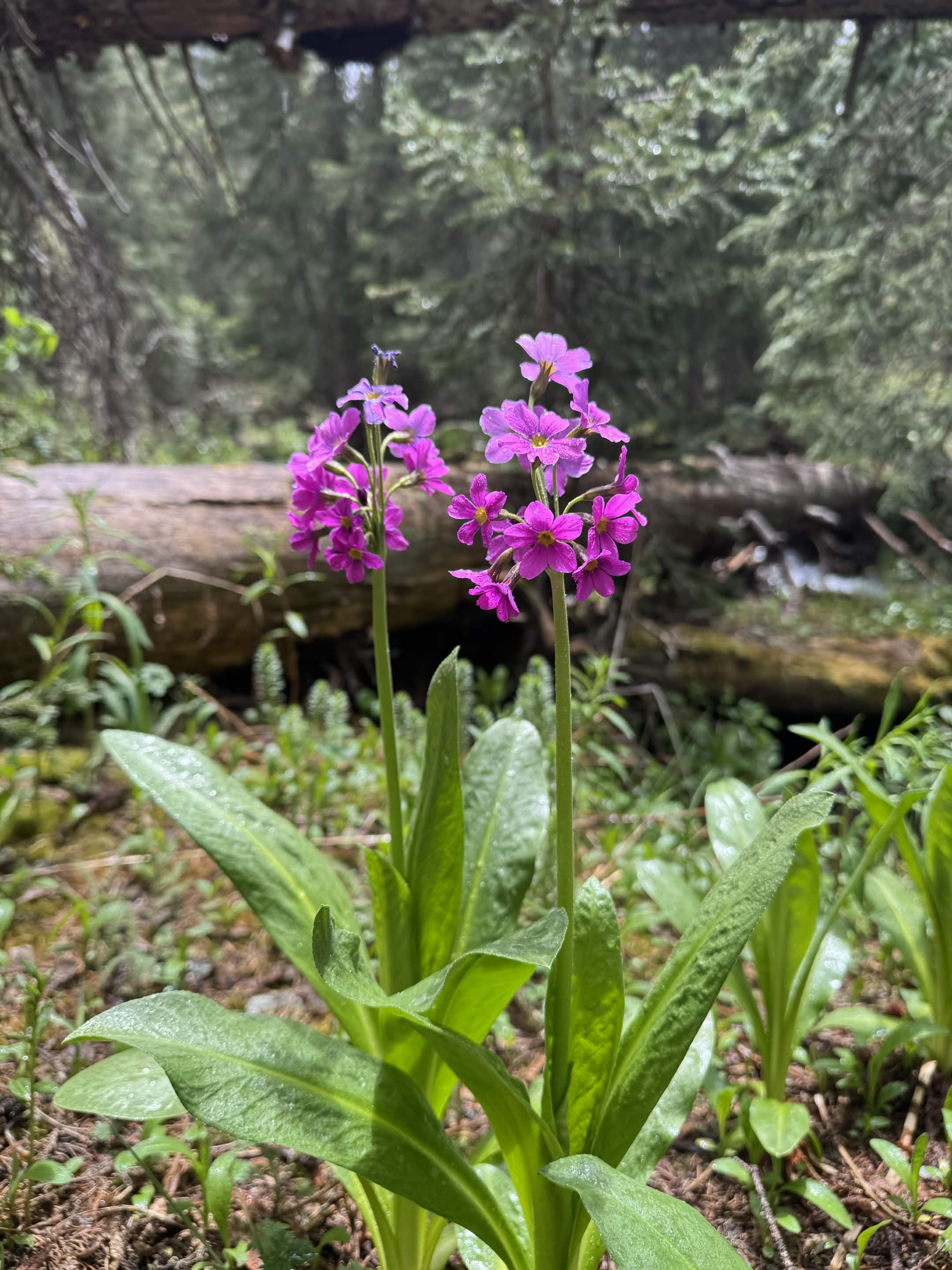 East Fork