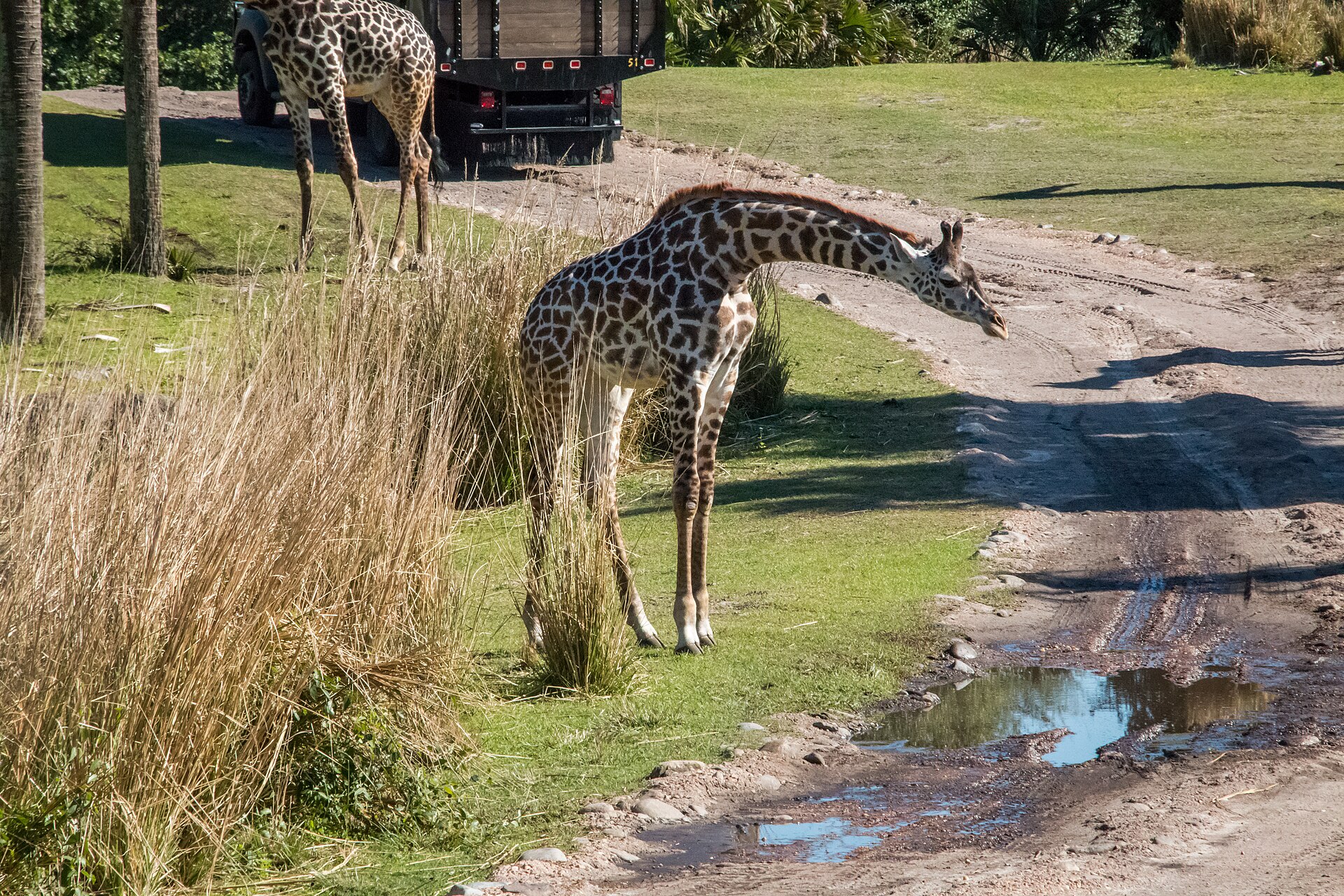 Giraffes on the Kilimanjaro Safaris savanna at Disney's Animal Kingdom, one bending toward a track-side puddle as a safari truck passes behind them.