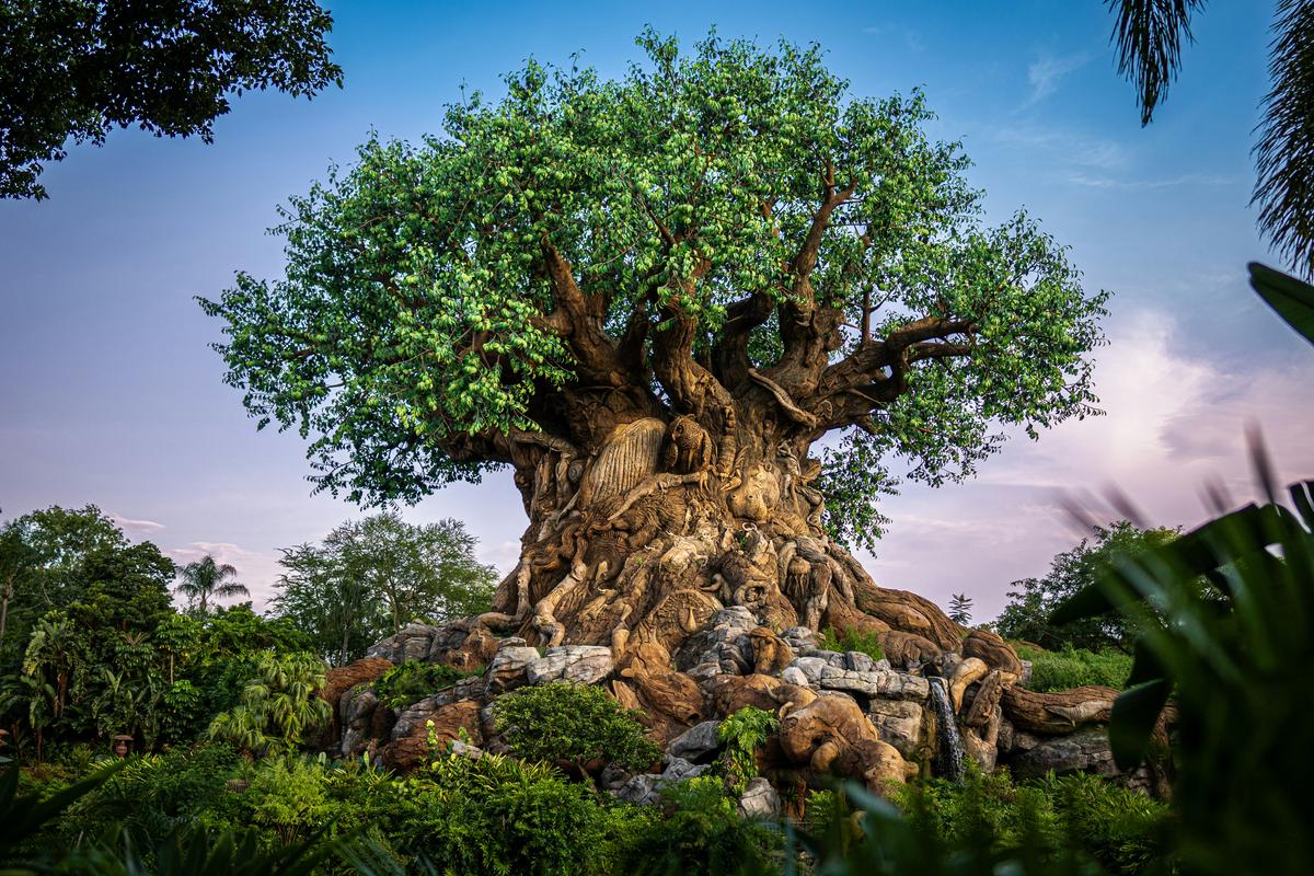 The Tree of Life at Disney
