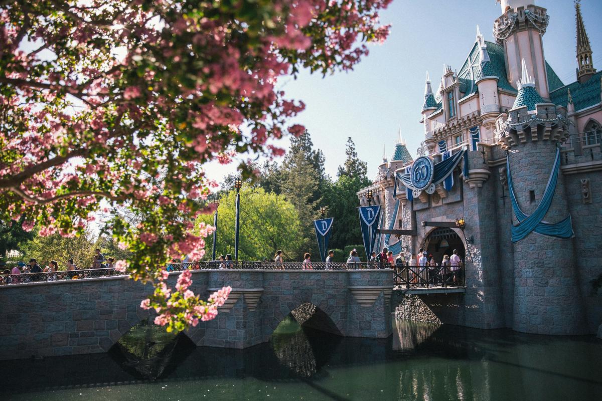 Sleeping Beauty Castle at Disneyland with cherry blossom trees and guests crossing the drawbridge on a sunny day