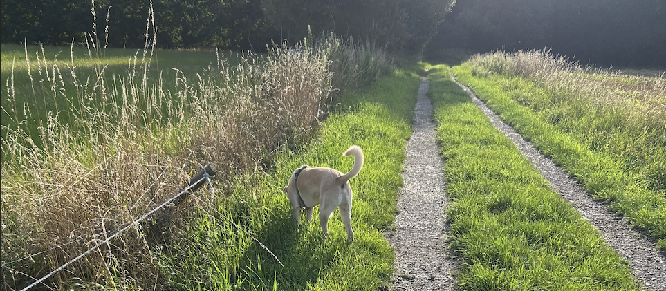 Linux, my dog and walking companion