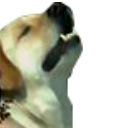 dogasrm.png