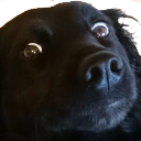 doggasp.png