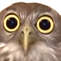 owl.png