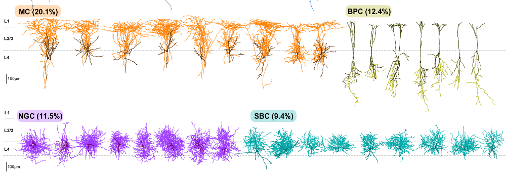 Layer 4 neurons