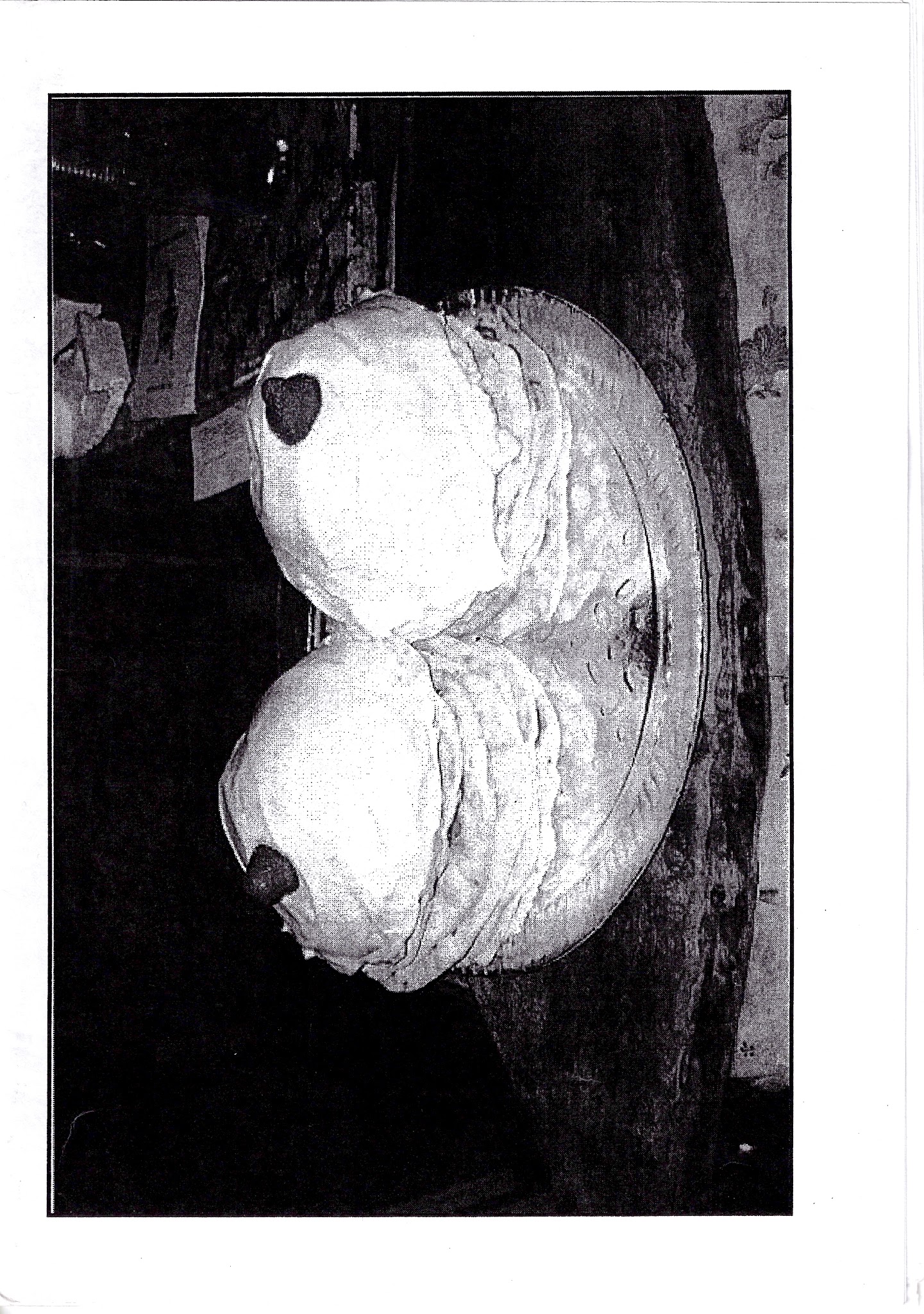 Portada de Sin titulo [Fanzine con una fotografia de dos tortas con forma de tetas]