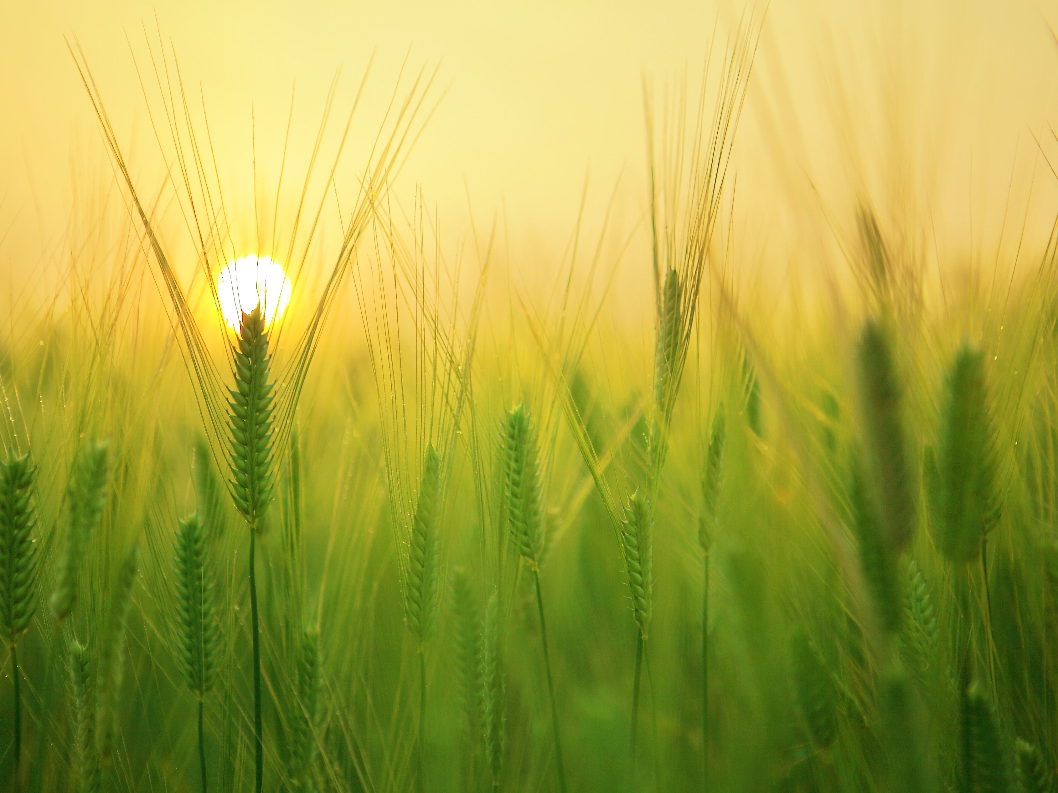 โปรเจกต์ ระบบ Smart Farming System