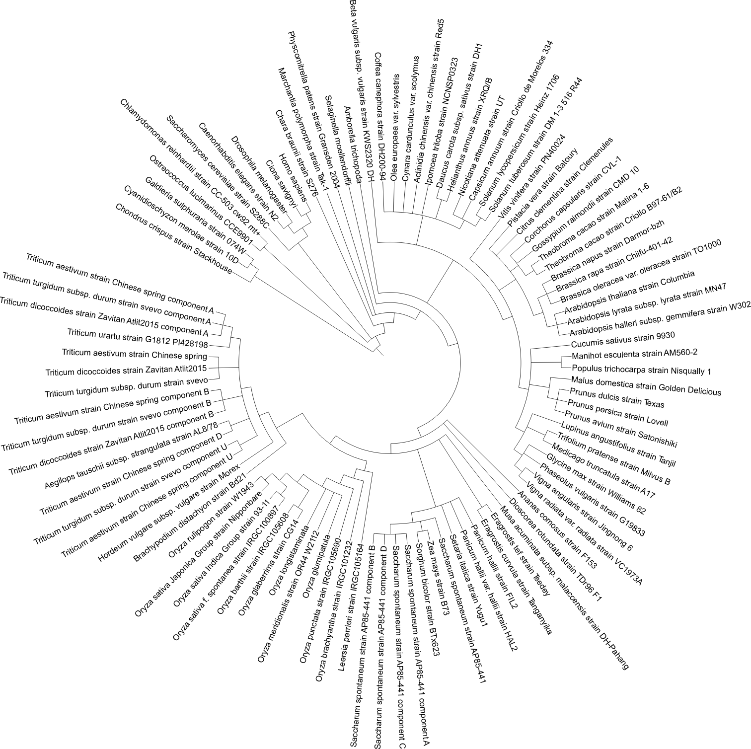 Plant species tree