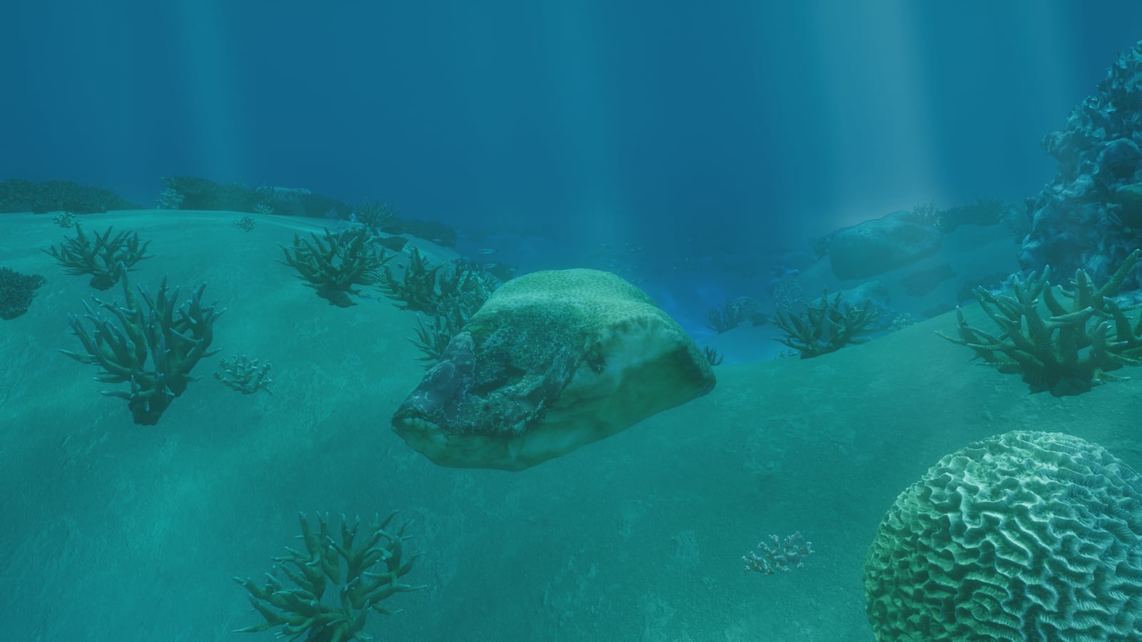 Underwater: brain coral, staghorn and boulders on white sand under shafts of light