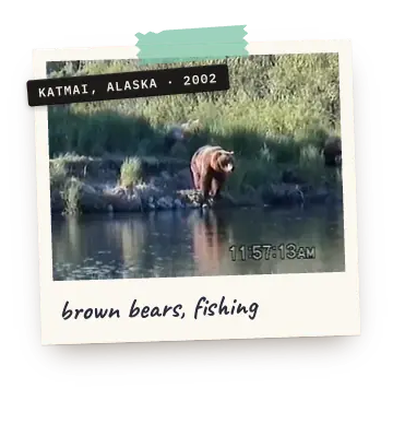 Polaroid: brown bears fishing along a river. Label: Katmai, Alaska, 2002