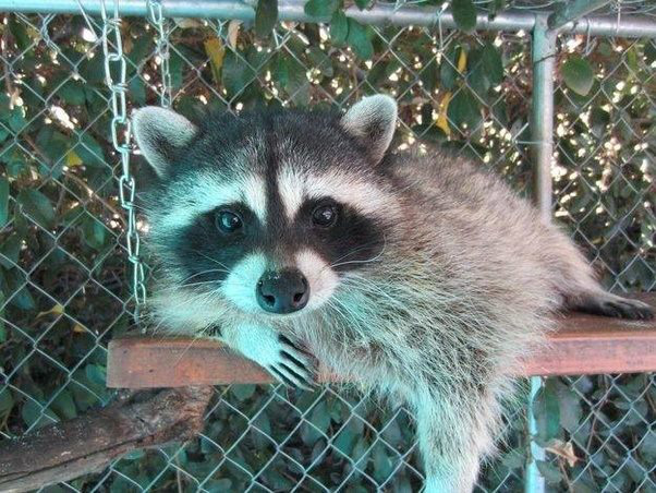 Raccoon