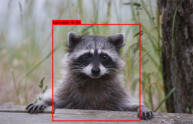 Raccoon