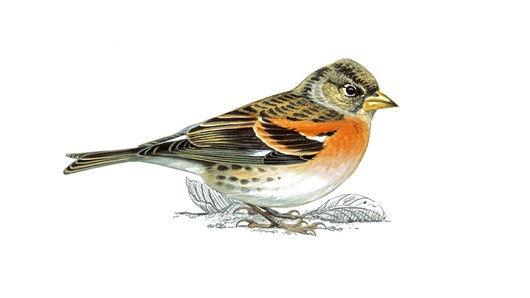 "Brambling (bird)"