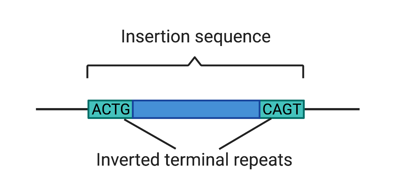 insertion sequence