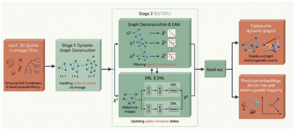 ESTGEL: Explainable Spatio-Temporal Graph Evolution Learning