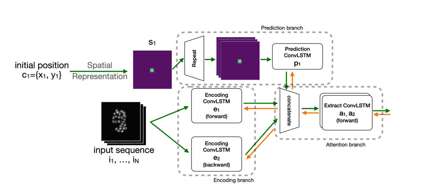 Cell-STN: Spatio-Temporal Feature Learning