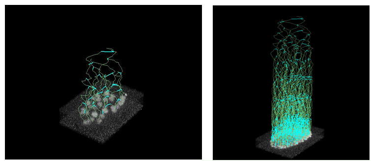 Week 1 3D reconstructions of the tracked embryo over time