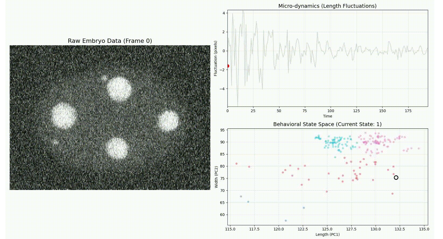 Week 1 raw frame, length-fluctuation micro-dynamics, and behavioral state space