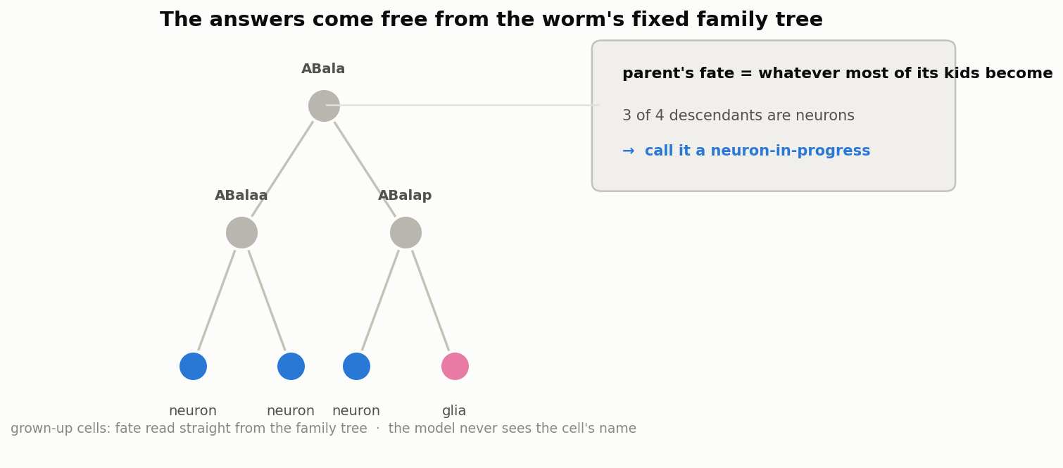 The answers come free from the worm&rsquo;s fixed family tree, just look at what the descendants become