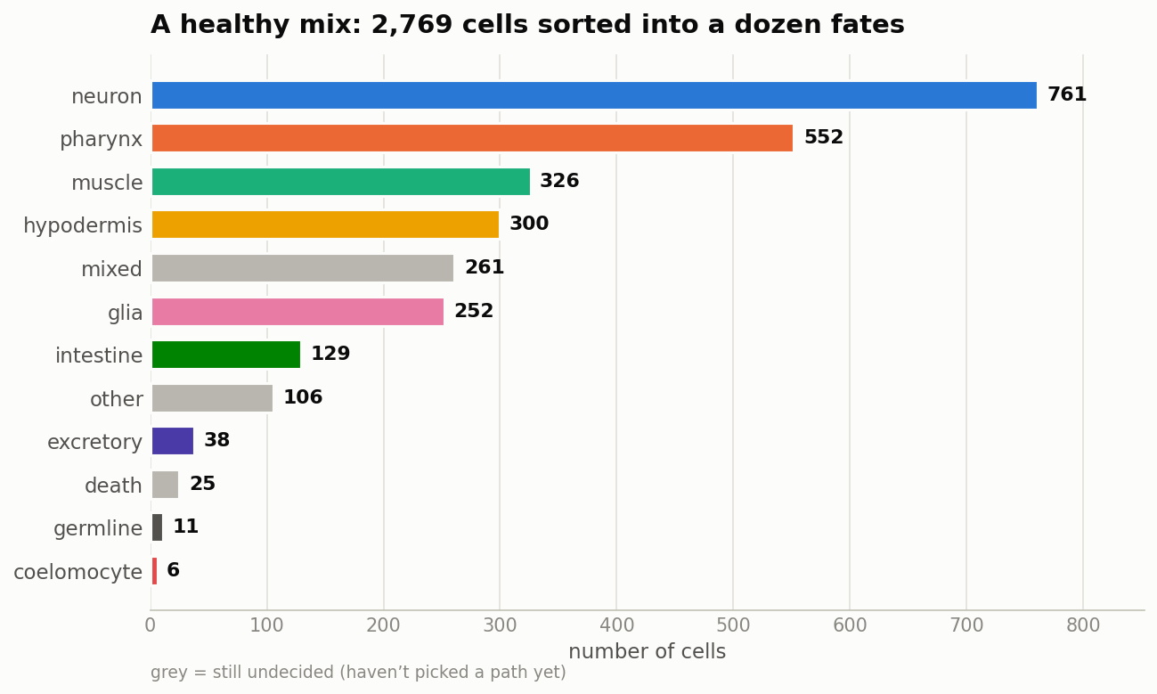 2,769 cells sorted into a dozen fates: neurons, pharynx, muscle, skin and more