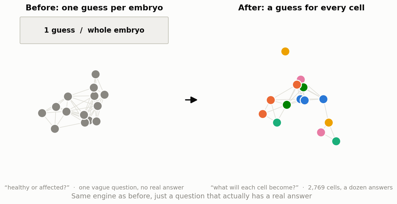 Before: one label for the whole embryo. After: a &ldquo;what will you become&rdquo; label for every cell
