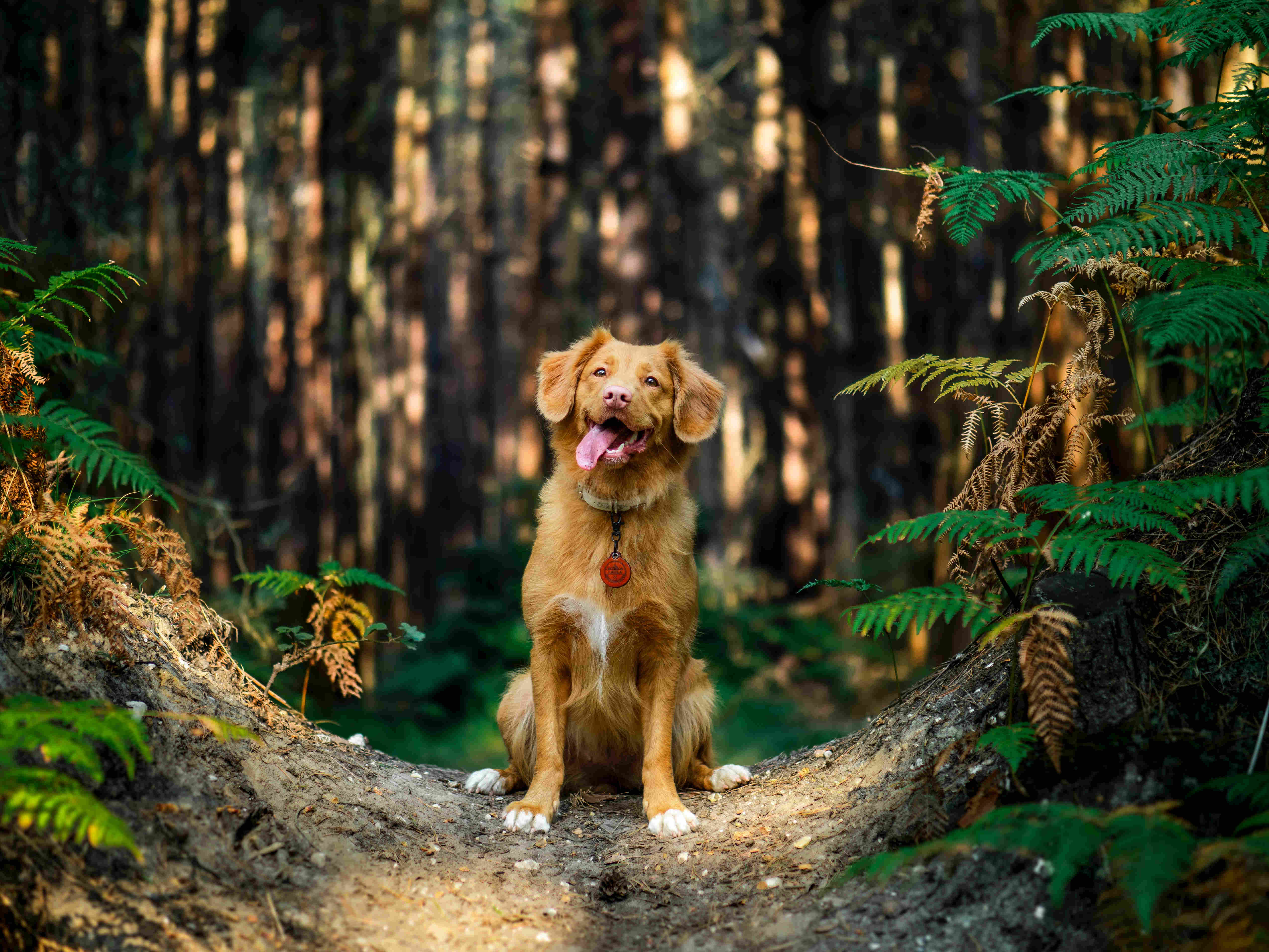 Happy dog in a forest by Jamie street on Unsplash