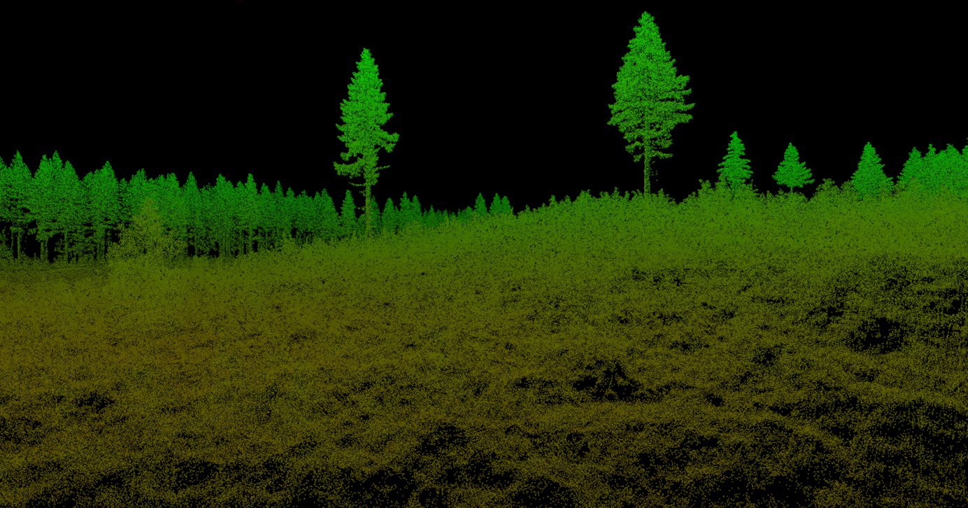 Point cloud data showing young trees with scattered older trees