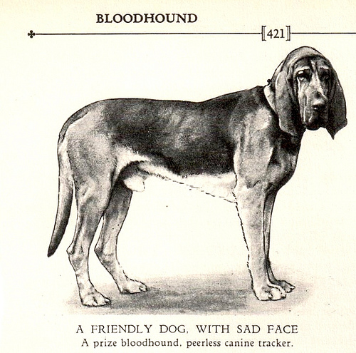 Bloodhound (dog)