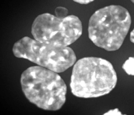 Cellpose 3d