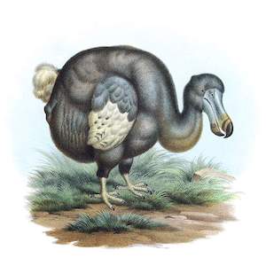 An old drawing of a Dodo stooping, artist unknown