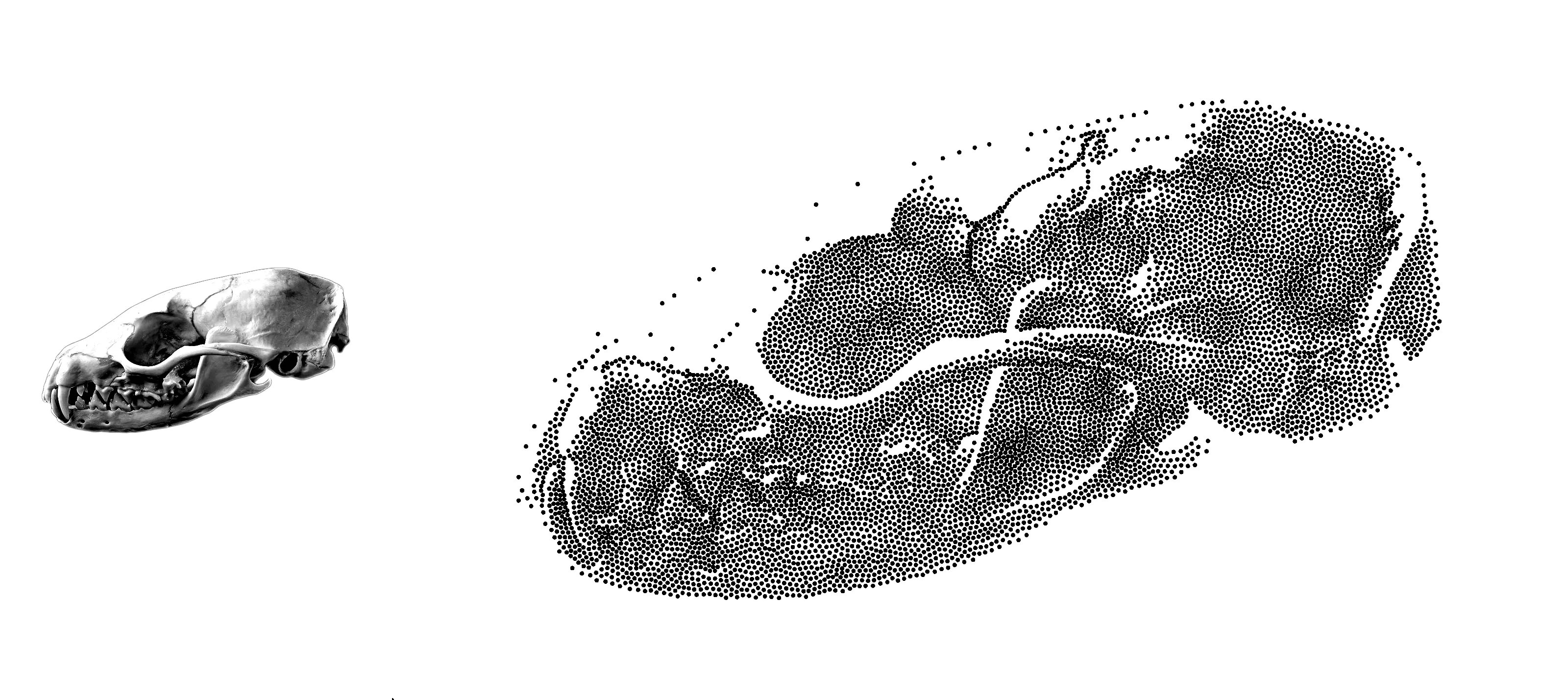 Pine Marten Skull Pre and Post Stippling