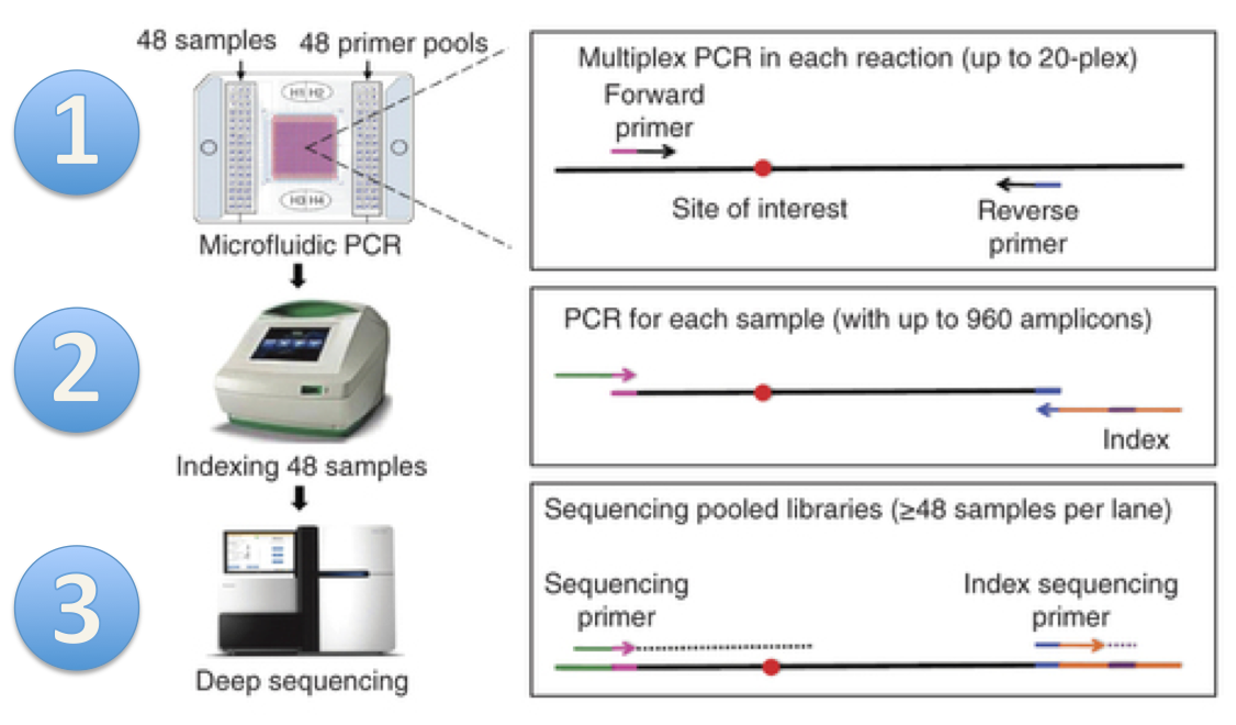 mmPCR workflow