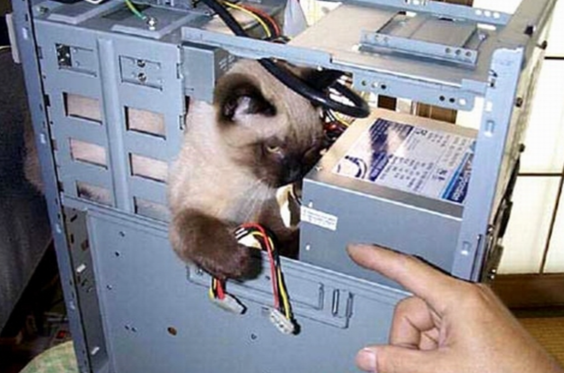 Cat destroying server