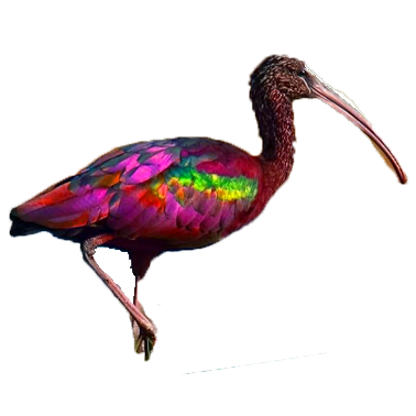 rainbow bird